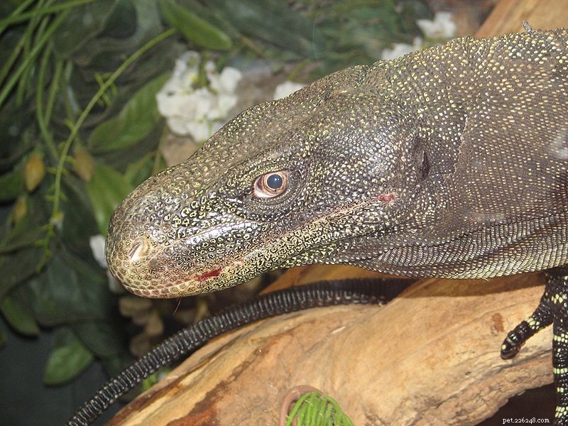 New 6‑Foot Tree‑Dwelling Fruit‑Eater Unveiled: A Stunning Monitor Lizard
