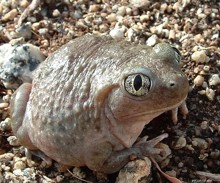 The Ultimate Guide to Selecting the Perfect Substrate for Reptiles, Amphibians & Invertebrates – Part 1