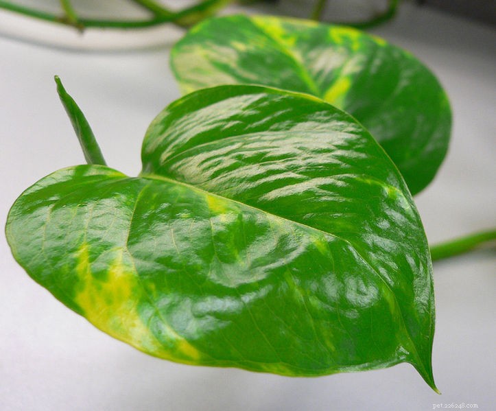 The Ultimate Guide to Selecting the Perfect Substrate for Reptiles, Amphibians & Invertebrates – Part 1