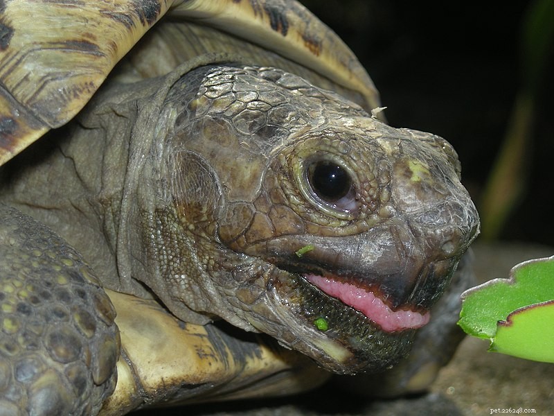 Leopard Tortoise (Stigmochelys pardalis): A Comprehensive Overview – Part 1
