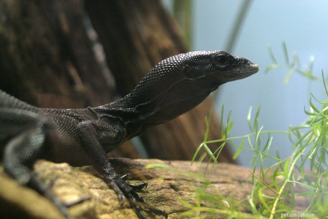 New 6‑Foot Red‑Headed Monitor Lizard Discovered in Indonesia