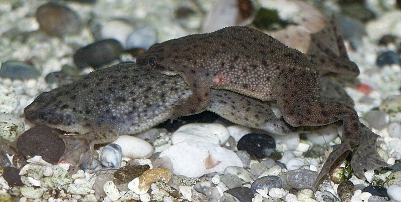 Feeding Dwarf African Clawed Frogs: Expert Tips for Healthy Nutrition