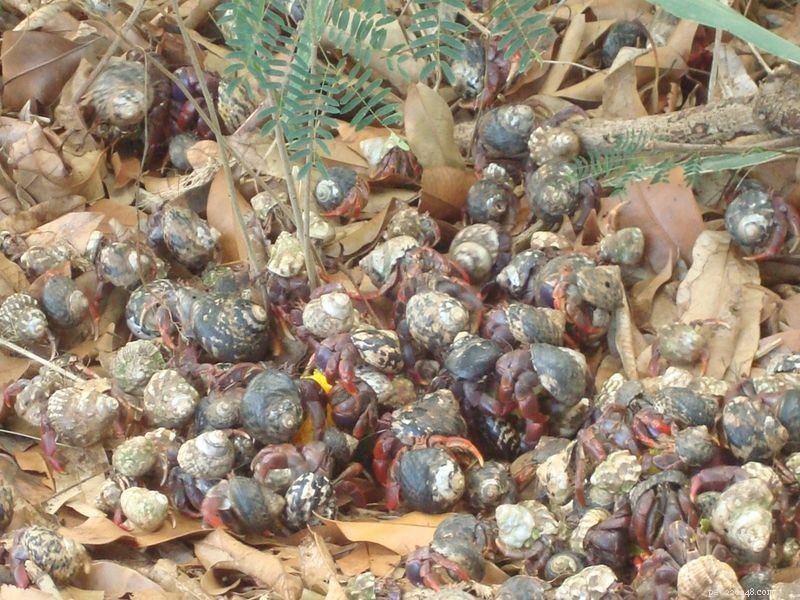 Revealed: Unexpected Social Life of Terrestrial Hermit Crabs