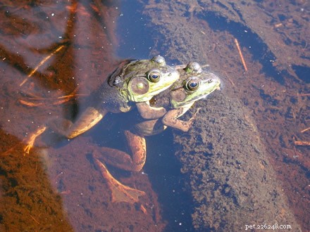 The Green Frog (Lithobates clamitans): Key Facts for Amphibian Enthusiasts – Part 2