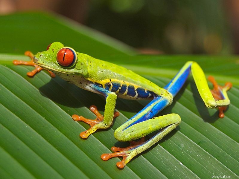 Red‑Eyed Treefrogs Use Plant Vibration to Compete – New Communication Mode Discovered