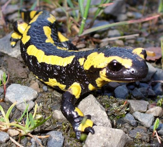 US Amphibian Trade: No Ban Planned, Public Comment Period Opens Soon
