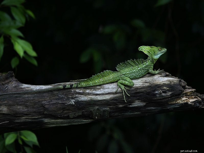 Breeding the Green Basilisk (Plumed) and Related Species – A Comprehensive Guide