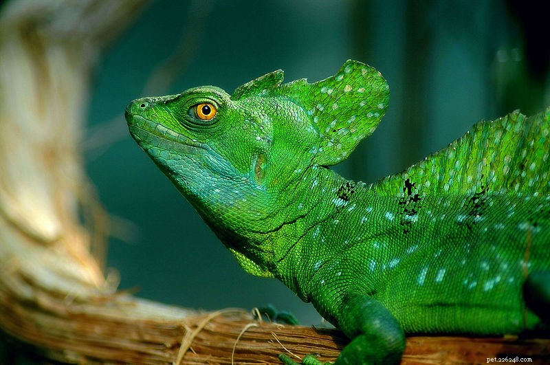 Breeding the Green Basilisk (Plumed) and Related Species – A Comprehensive Guide