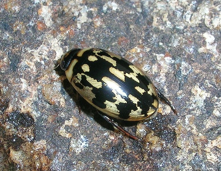 Advanced Care Guide for Aquatic Sunburst & Green Diving Beetles – Part 2