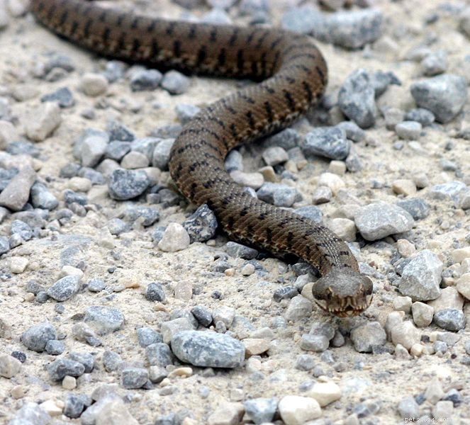 Emerging Study Signals Global Decline in Snake Populations