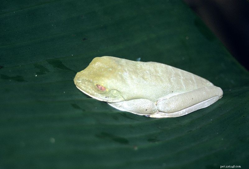 Red-Eyed Treefrog (Agalychnis callidryas): Captive Care Guide & Natural History