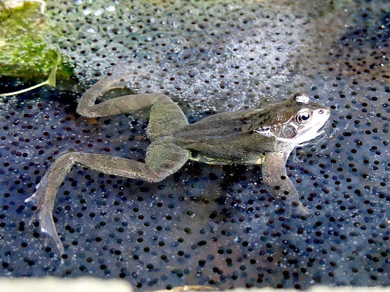 Designing an Effective Rain Chamber for Successful Amphibian Breeding
