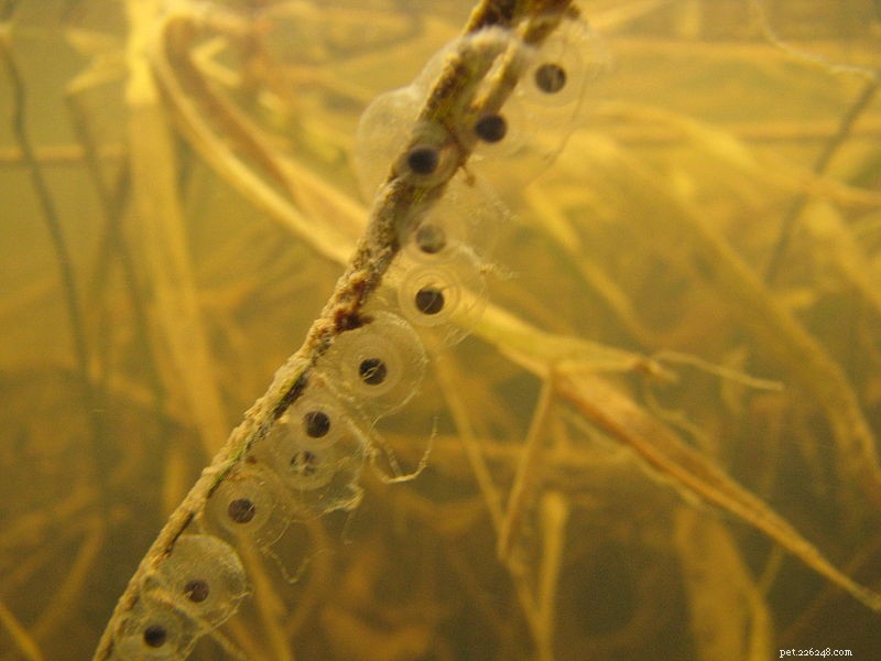 Designing an Effective Rain Chamber for Successful Amphibian Breeding