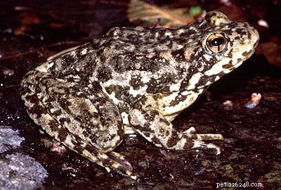 Janthinobacterium lividum Shields Frogs from Devastating Chytrid Fungus