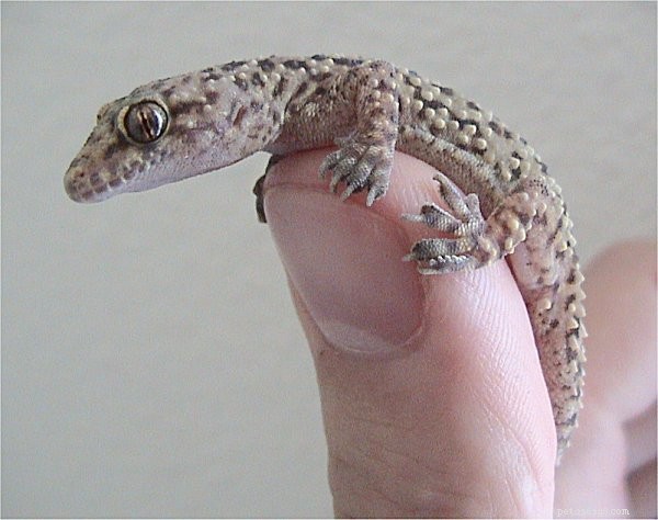The Nosy Be Gecko (Uroplatus ebenaui): Exploring Its Family and Conservation – Part 2