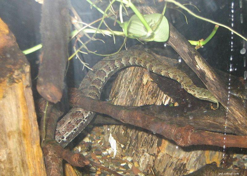 New Study Reveals Purpose of Tentacled Snake s Scaled Head Appendages
