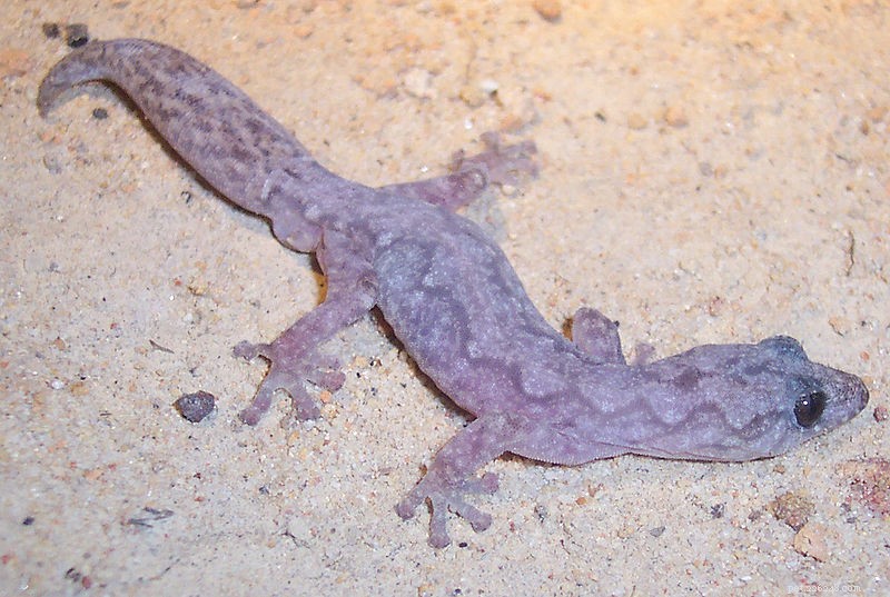 Optimal Shelter Placement for Reptiles & Amphibians: A Practical Guide