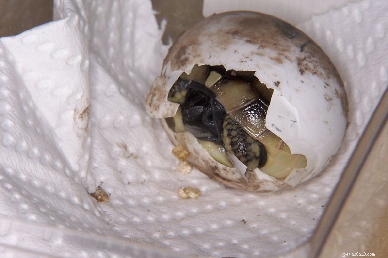 Addressing Egg Retention (Dystocia) in Turtles: Practical Solutions & Best Practices – Part 2