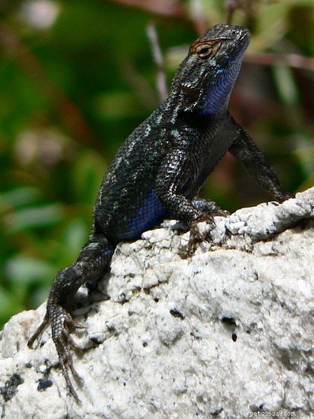 Mastering Lizard Breeding: Live‑Bearing Swifts (Spiny Lizards) – Beginner’s Guide Part 1