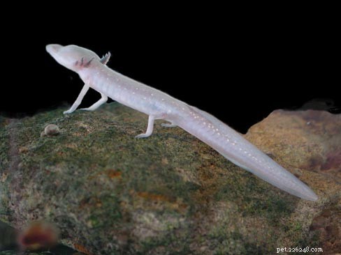 12 Endangered US Amphibians Threatened by Red Tape: Urgent Protection Needed