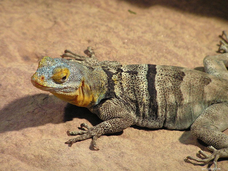 Master Lizard Breeding with Live-Bearing Swifts (Spiny Lizards) – Part 2