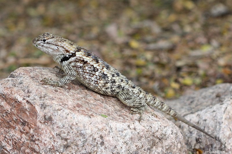 Master Lizard Breeding with Live-Bearing Swifts (Spiny Lizards) – Part 2