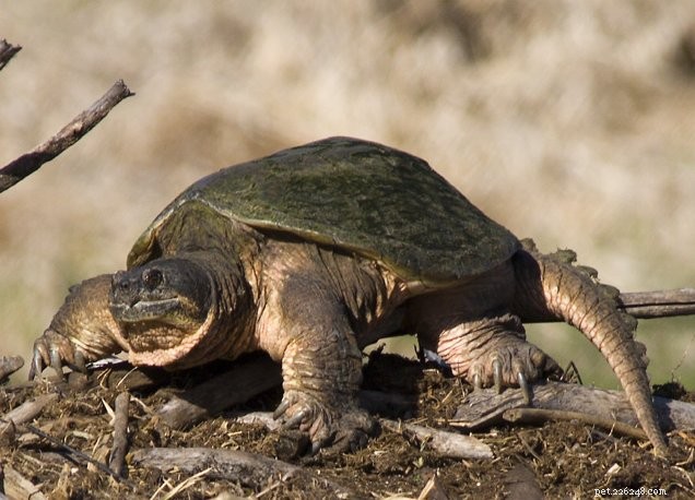 Insights from Recent Reptile Field Research