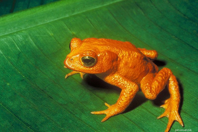 Help Find 100 ‘Missing’ Amphibian Species: Conservationists Rally Public