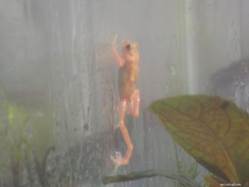 Help Find 100 ‘Missing’ Amphibian Species: Conservationists Rally Public