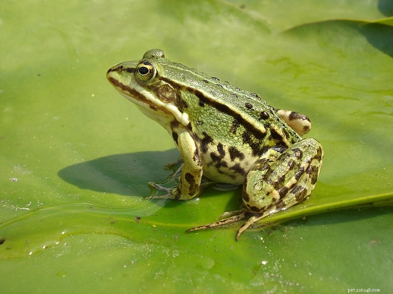 Dual‑Purpose Turtle Platform: Basking Spot & Frog‑Feeder