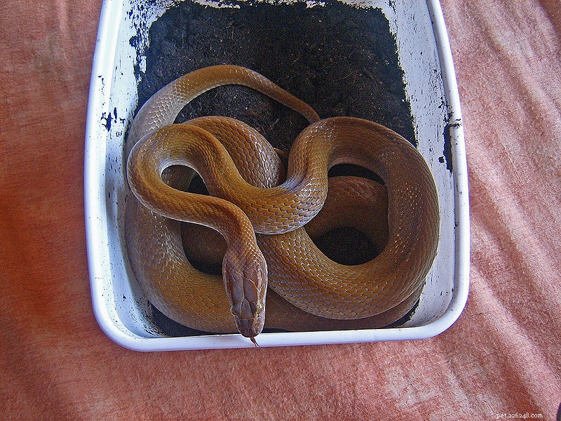Why the African House Snake Is a Top Choice for New Breeders
