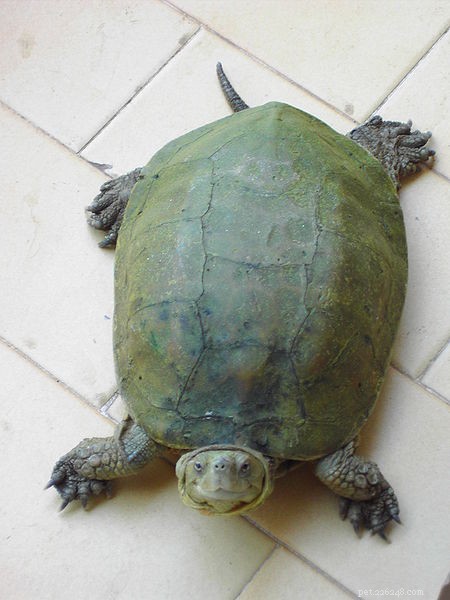 Red‑Eared Sliders Out‑Compete Native European Turtles in New Study