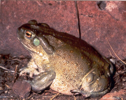 Comprehensive Frog Diet Guide: Nutritious Foods for Popularly-Kept Frogs & Toads