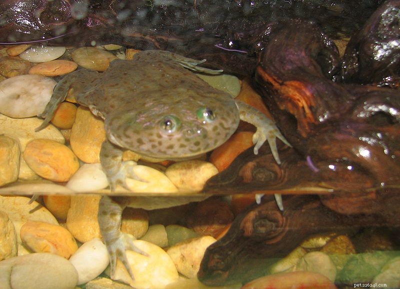 Comprehensive Frog Diet Guide: Nutritious Foods for Popularly-Kept Frogs & Toads