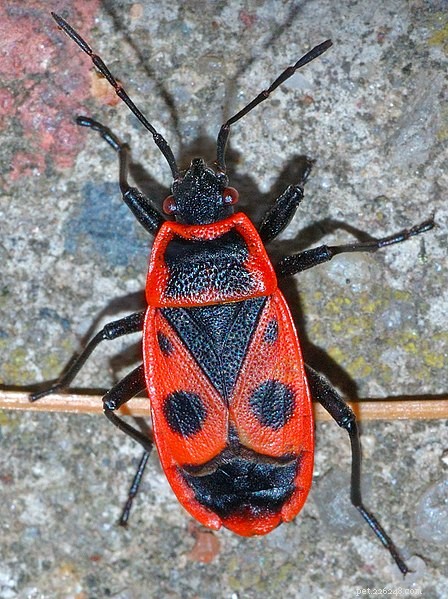 New Study Reveals Distinct Personalities in Insects, Spiders, and Other Invertebrates