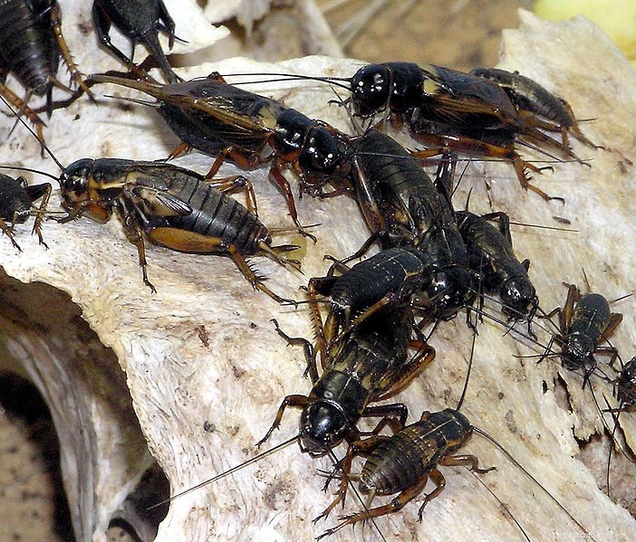 New Study Reveals Distinct Personalities in Insects, Spiders, and Other Invertebrates
