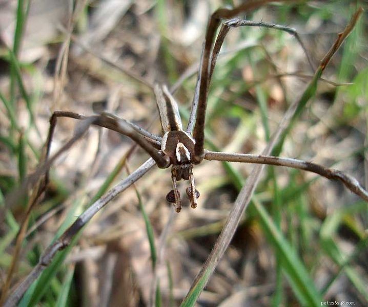 Beyond Webs: Advanced Spider Hunting Techniques – Swimming, Spitting & More (Part 2)