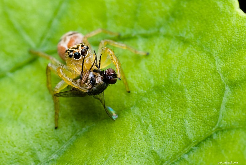 Beyond Webs: Advanced Spider Hunting Techniques – Swimming, Spitting & More (Part 2)