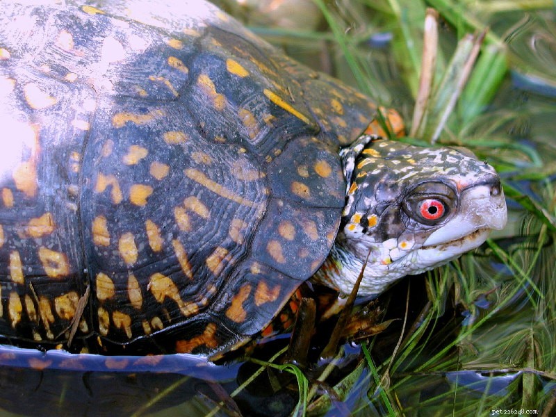 How to Care for Amphibians & Reptiles Through Autumn & Winter