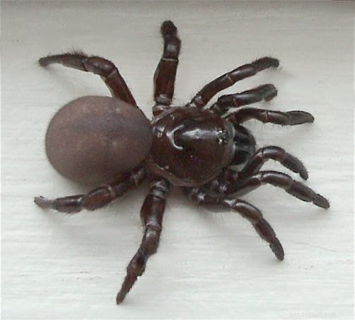 Beyond Webs: Unveiling Spider Hunting Techniques Beyond Silk – Part 1