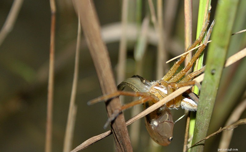 Beyond Webs: Unveiling Spider Hunting Techniques Beyond Silk – Part 1