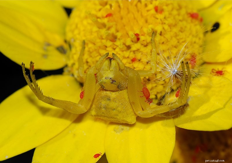 Beyond Webs: Unveiling Spider Hunting Techniques Beyond Silk – Part 1