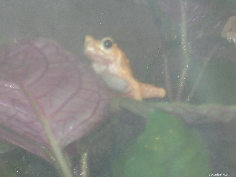 Kihansi Spray Toads Return to Tanzania: From Extinct in the Wild to Reintroduction Success
