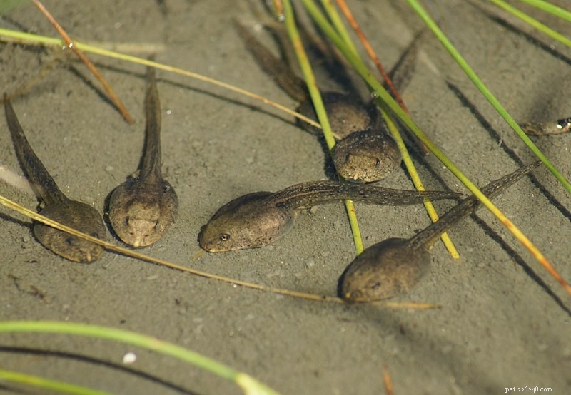 Premium Earthworm Flakes: Optimal Nutrition for Tadpoles, Newts & Aquatic Pets