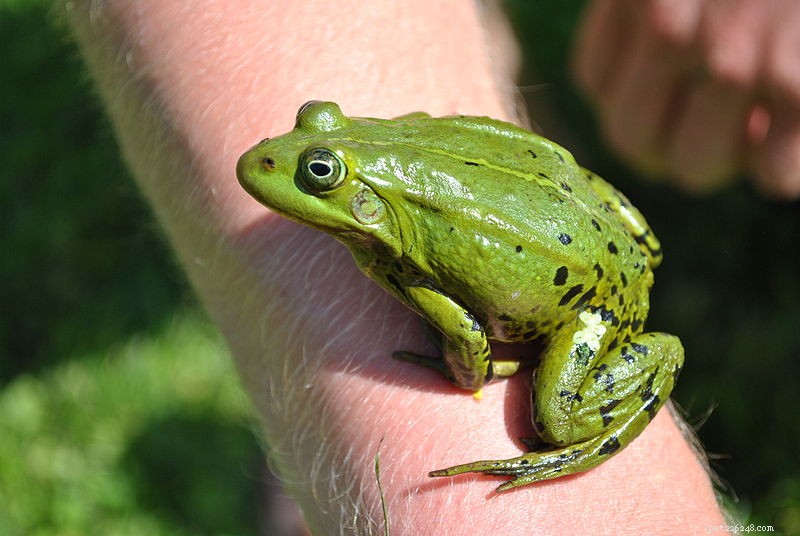 Pet Industry Tackles Amphibian Decline Amid Rising Trade Restrictions
