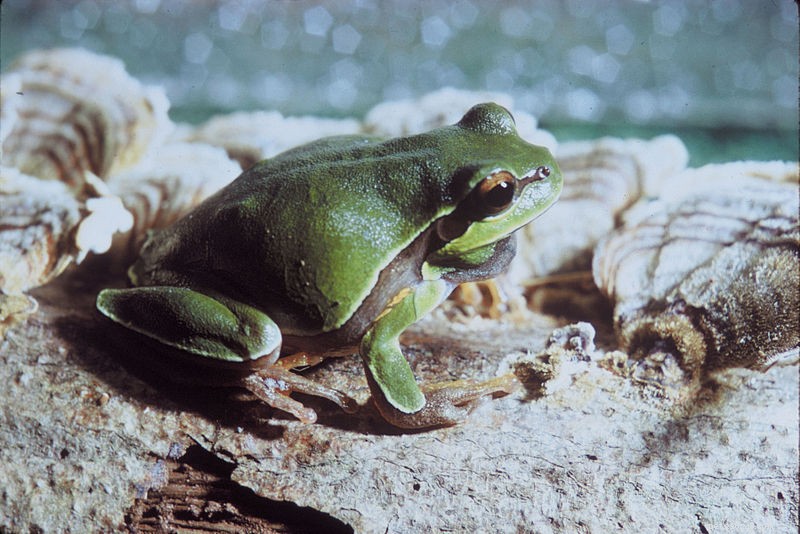 Pet Industry Tackles Amphibian Decline Amid Rising Trade Restrictions