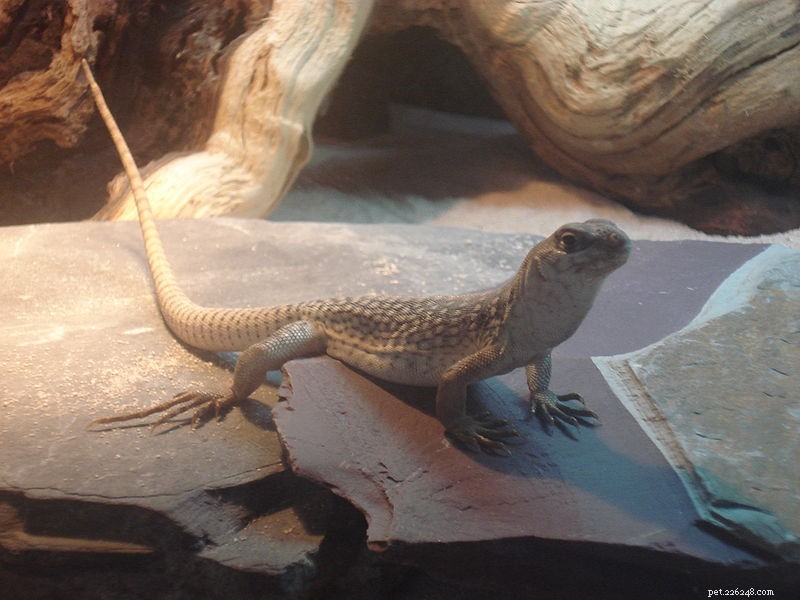 Understanding Fungal Infections in Reptiles: Causes, Diagnosis, and Treatment – Part 1