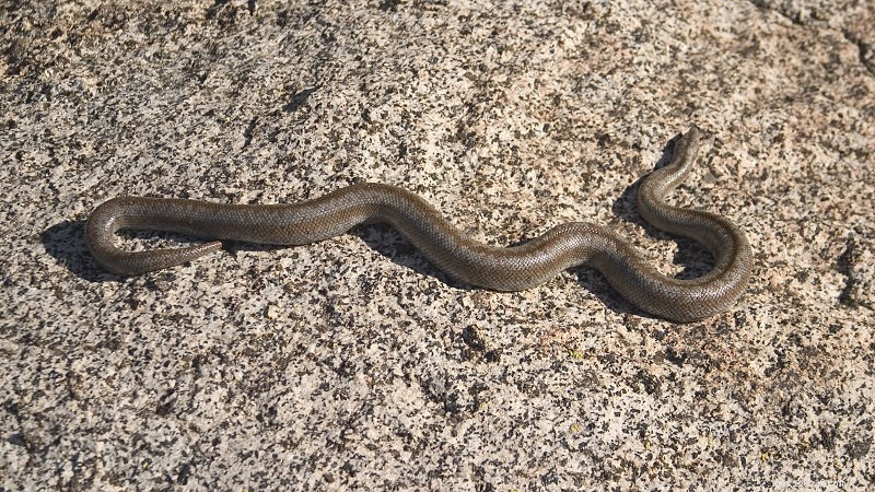 Understanding Fungal Infections in Reptiles: Causes, Diagnosis, and Treatment – Part 1