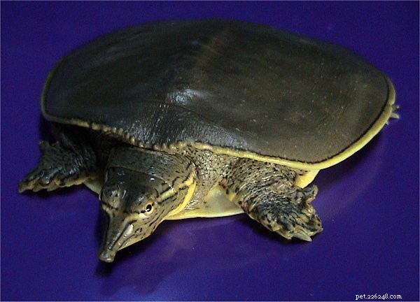 Softshell Turtles: Comprehensive Natural History & Proven Care Tips – Part 1