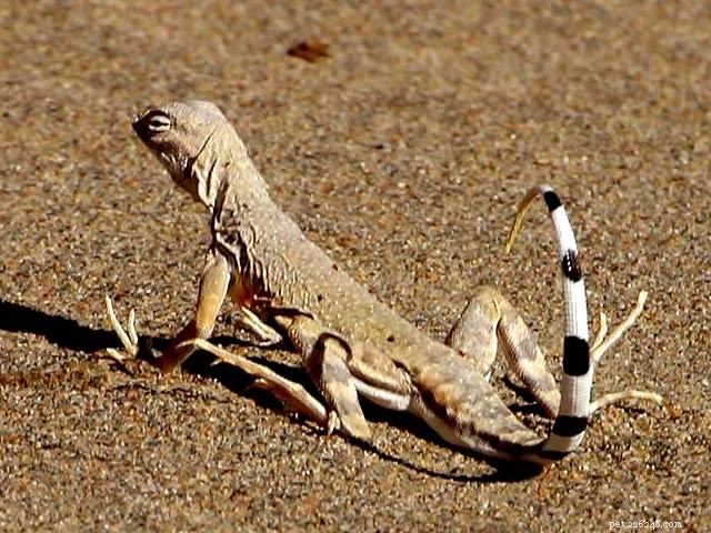 Massive Declines in Snakes and Lizards Signal Global Reptile Crisis